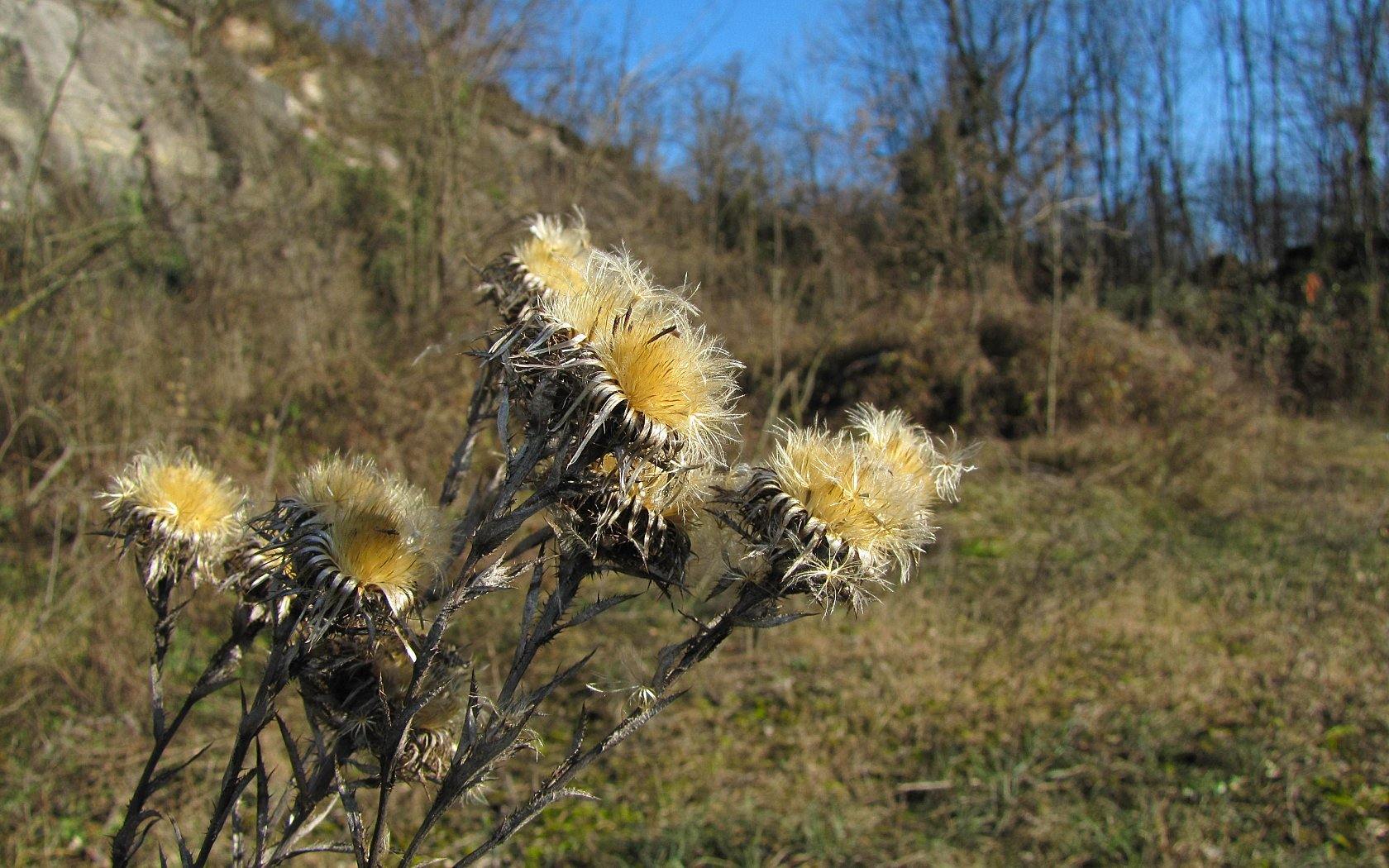 Un anno di fiori...